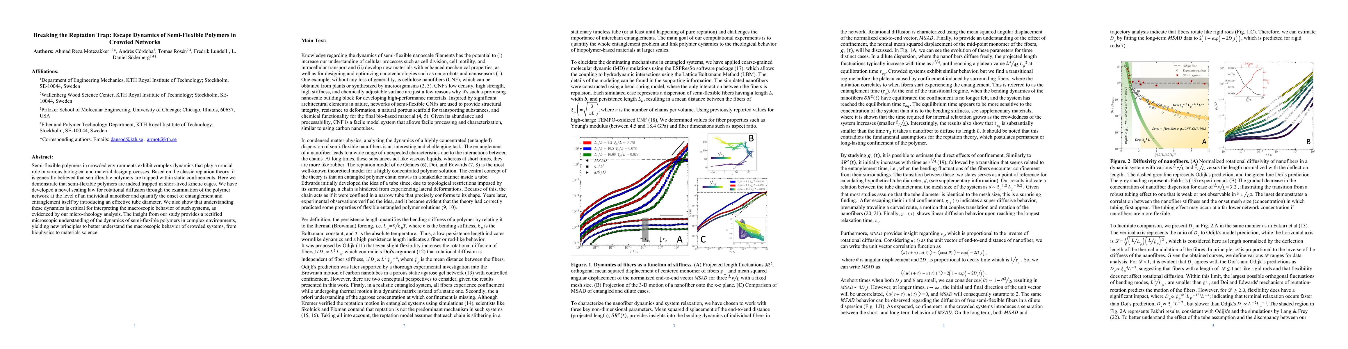 Thumbnail for Breaking the Reptation Trap: Escape Dynamics of Semi-Flexible Polymers
  in Crowded Networks