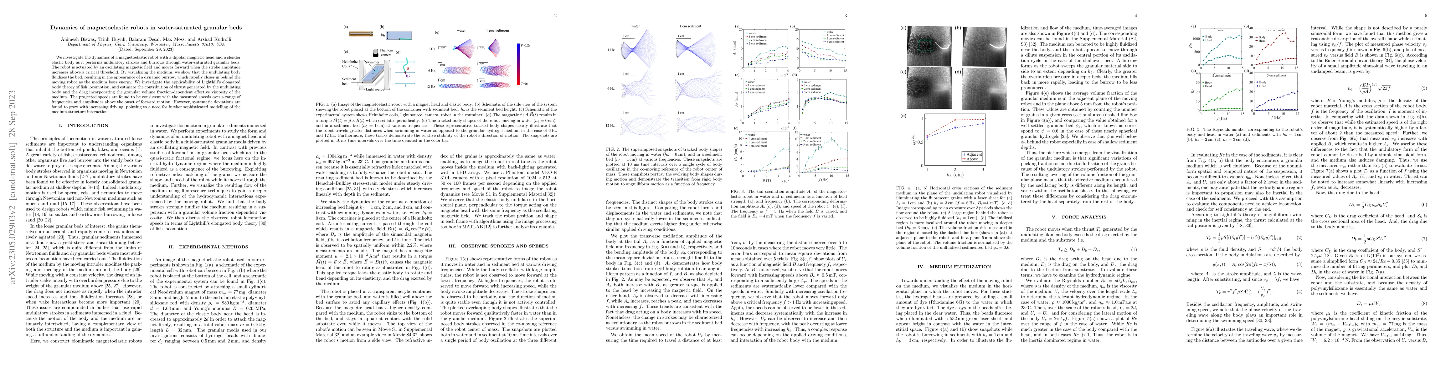Thumbnail for Dynamics of magnetoelastic robots in water-saturated granular beds