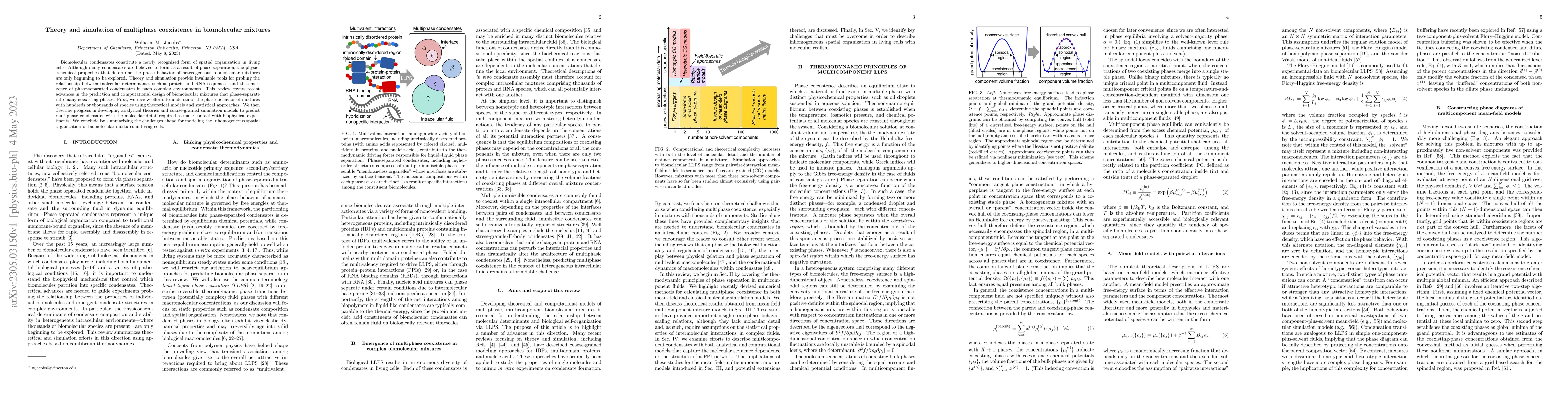 Thumbnail for Theory and simulation of multiphase coexistence in biomolecular mixtures