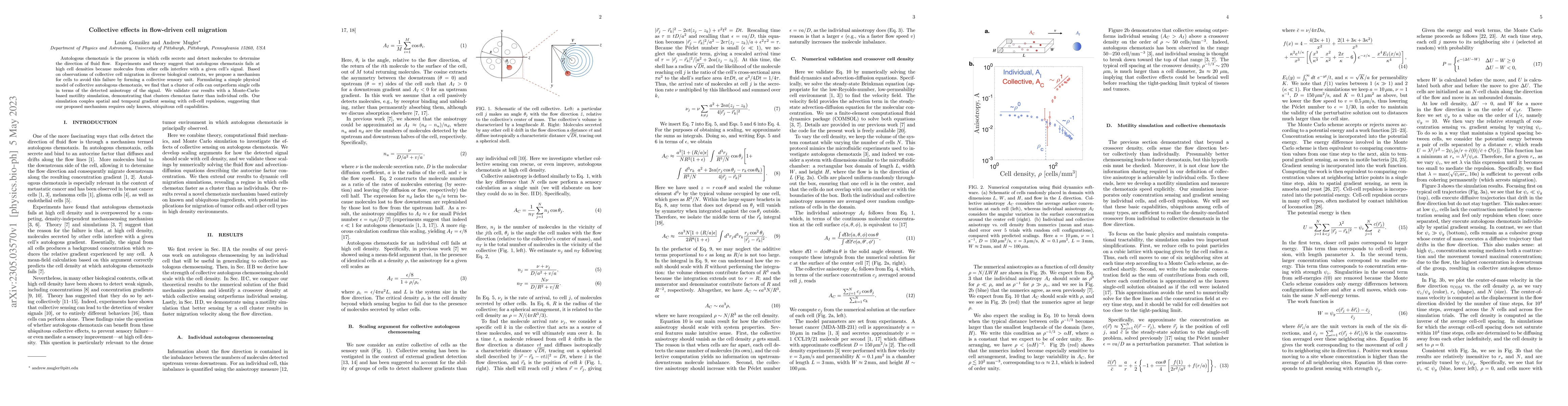 Thumbnail for Collective effects in flow-driven cell migration