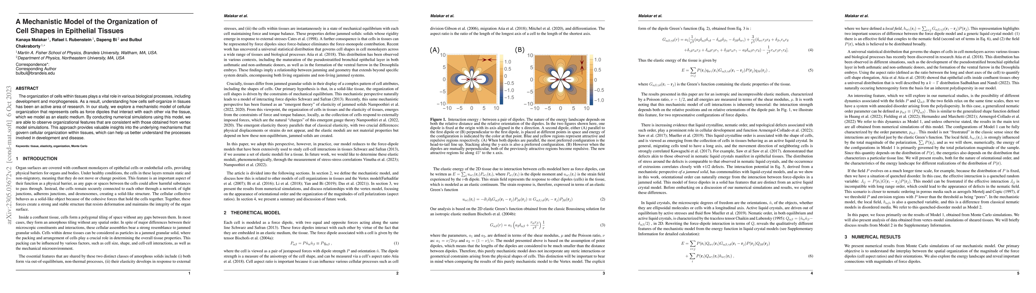 Thumbnail for A Mechanistic Model of the Organization of Cell Shapes in Epithelial
  Tissues