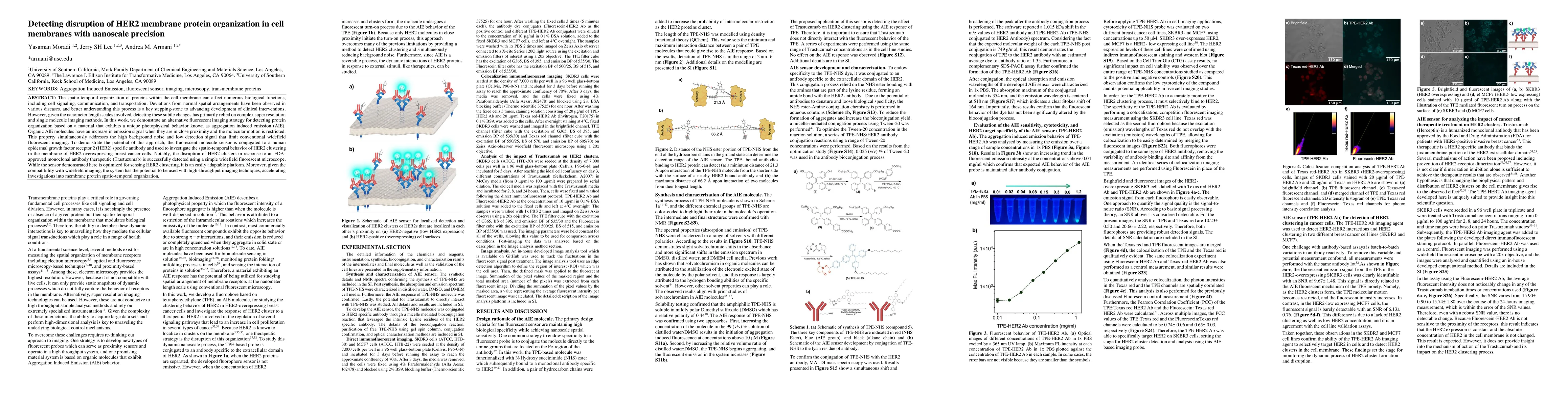 Thumbnail for Detecting disruption of HER2 membrane protein organization in cell
  membranes with nanoscale precision