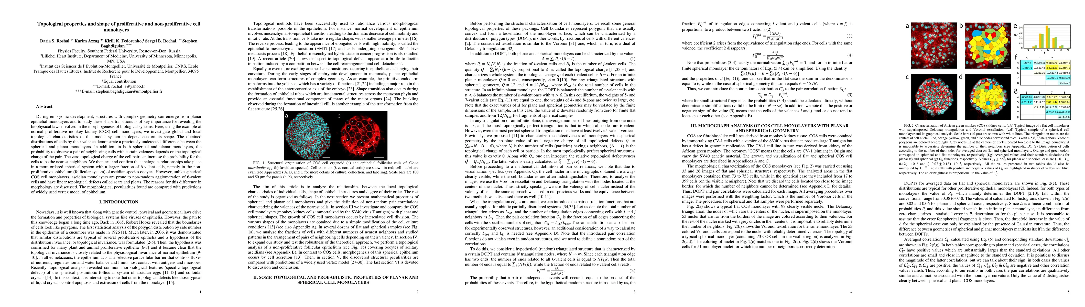 Thumbnail for Topological properties and shape of proliferative and non-proliferative
  cell monolayers