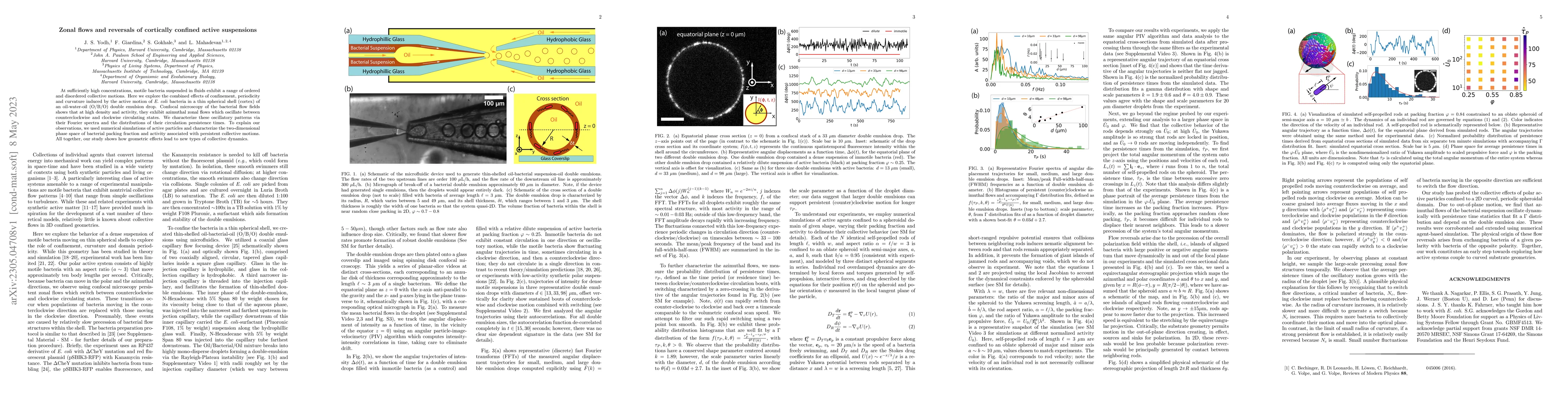 Thumbnail for Zonal flows and reversals of cortically confined active suspensions