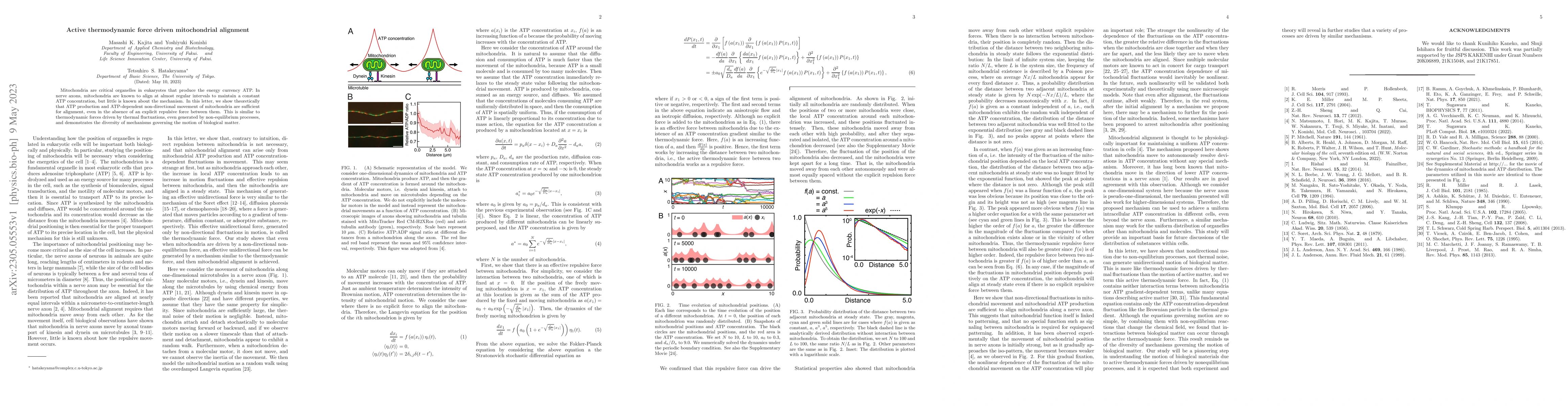 Thumbnail for Active thermodynamic force driven mitochondrial alignment