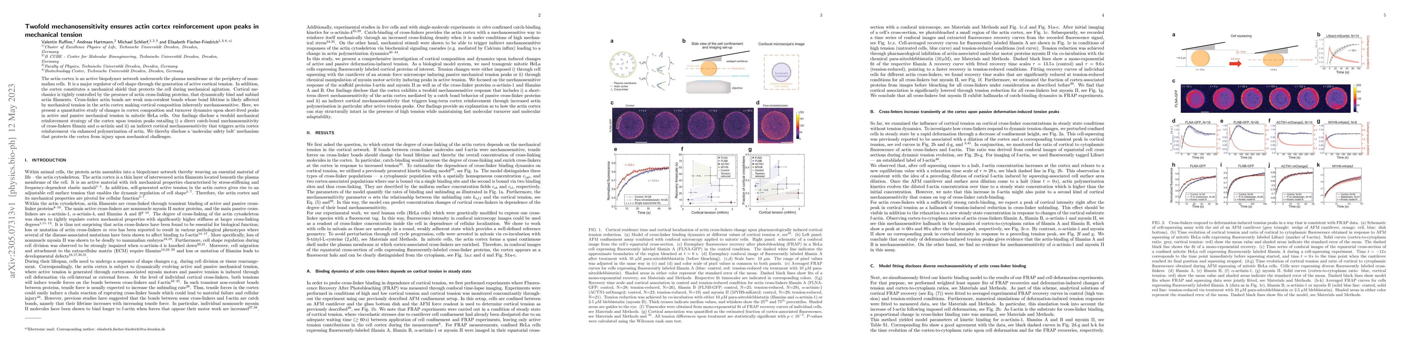 Thumbnail for Twofold mechanosensitivity ensures actin cortex reinforcement upon peaks
  in mechanical tension