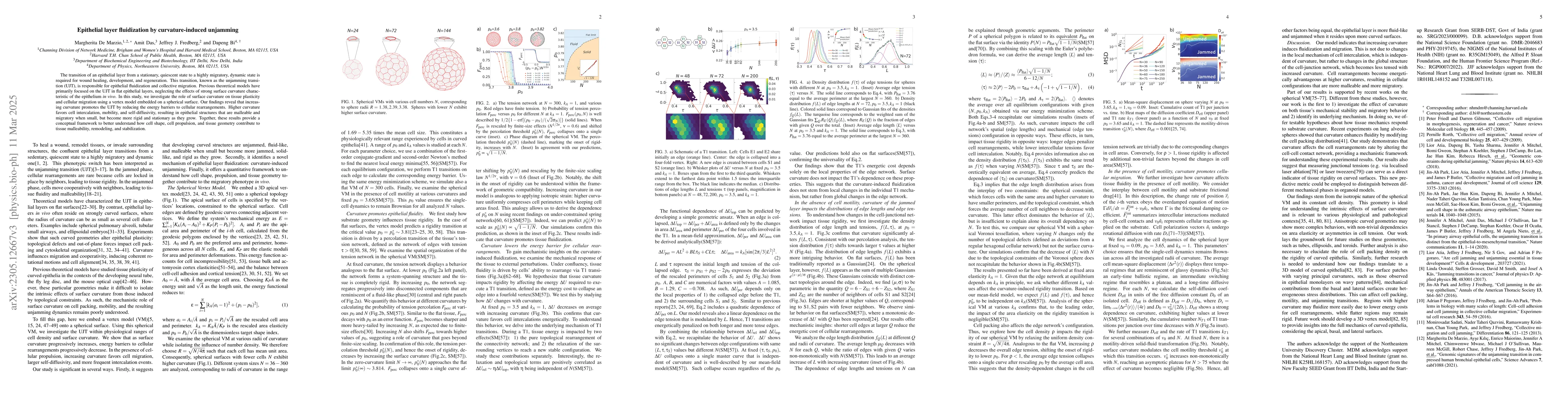 Thumbnail for Epithelial layer fluidization by curvature-induced unjamming