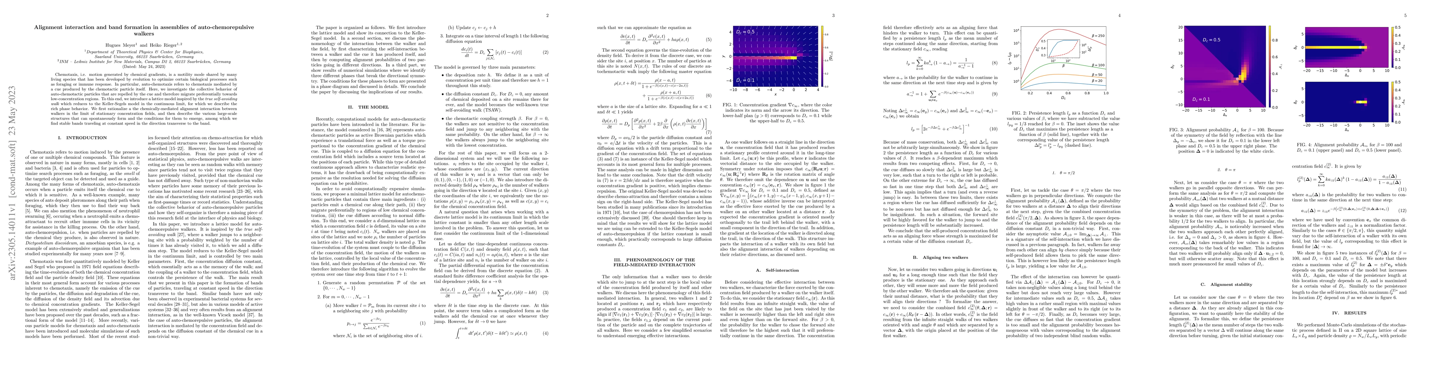 Thumbnail for Alignment interaction and band formation in assemblies of
  auto-chemorepulsive walkers