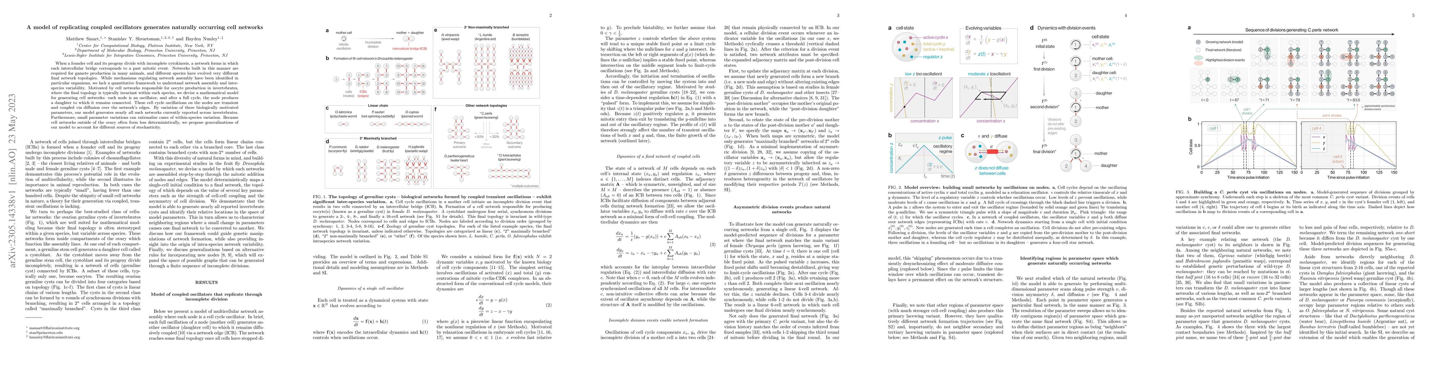Thumbnail for A model of replicating coupled oscillators generates naturally occurring
  cell networks