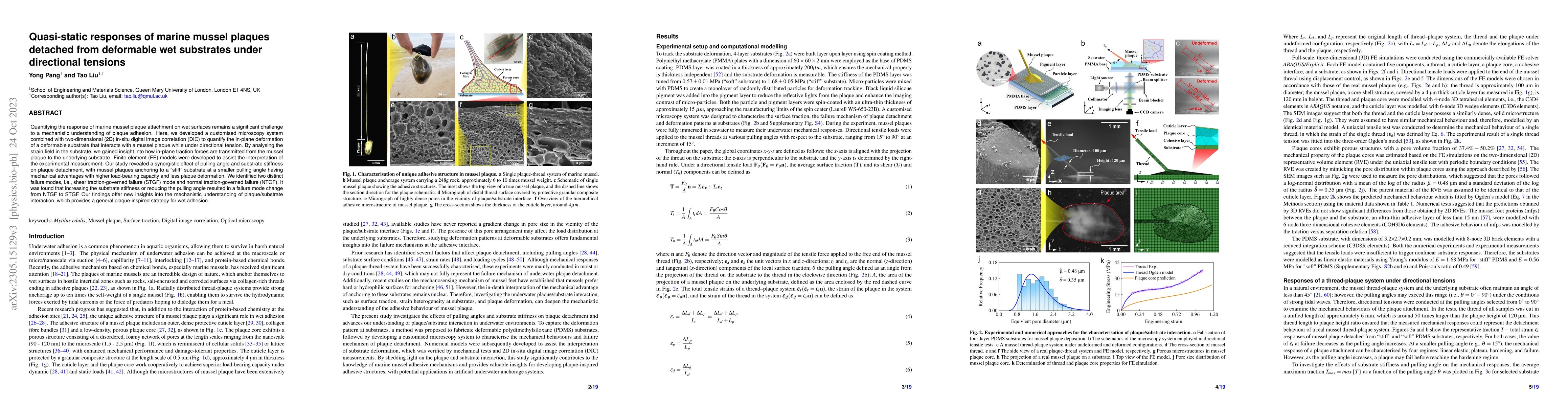 Thumbnail for Quasi-static responses of marine mussel plaques attached to deformable
  wet substrates under directional tensions