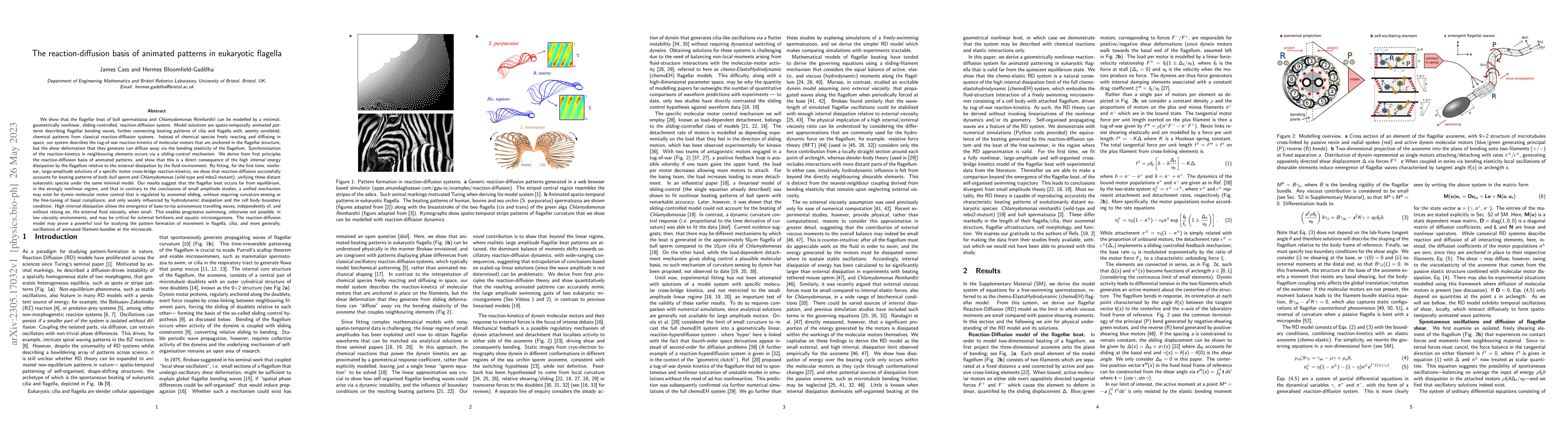 Thumbnail for The reaction-diffusion basis of animated patterns in eukaryotic flagella