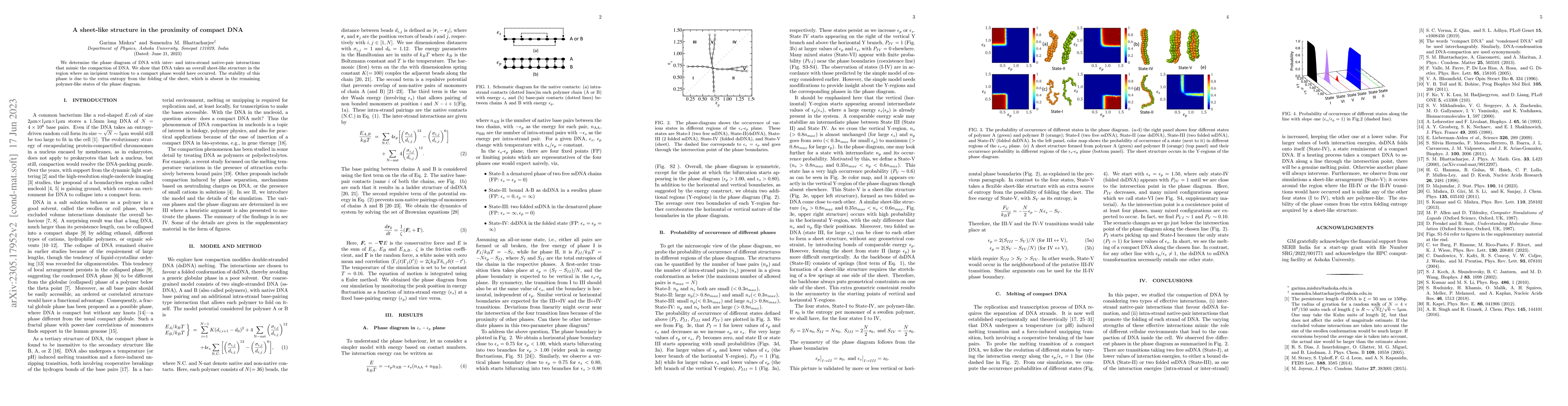 Thumbnail for A sheet-like structure in the proximity of compact DNA