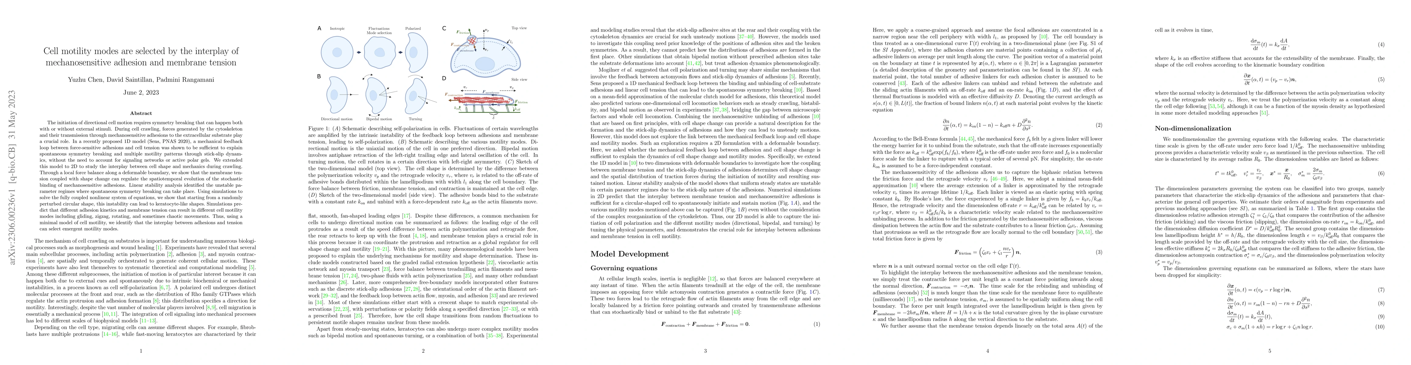 Thumbnail for Cell motility modes are selected by the interplay of mechanosensitive
  adhesion and membrane tension