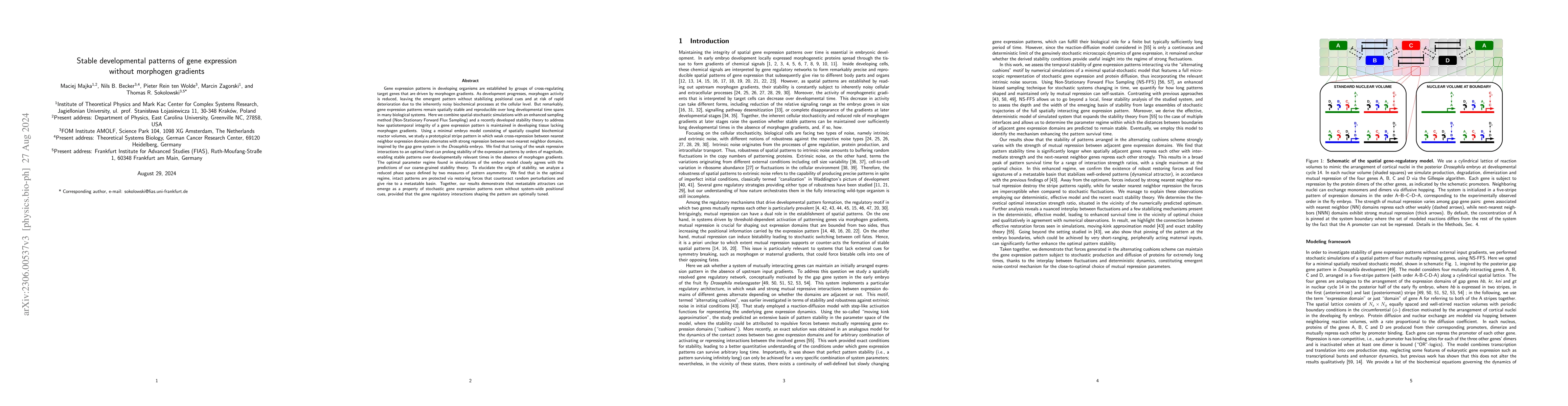 Thumbnail for Stable developmental patterns of gene expression without morphogen
  gradients