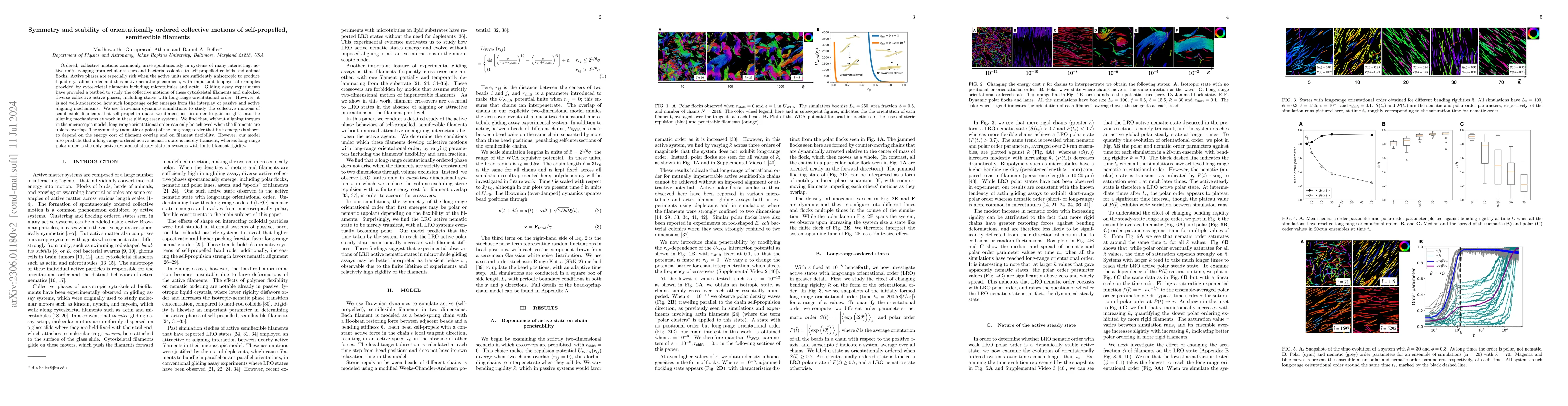 Thumbnail for Symmetry and stability of orientationally ordered collective motions of
  self-propelled, semiflexible filaments