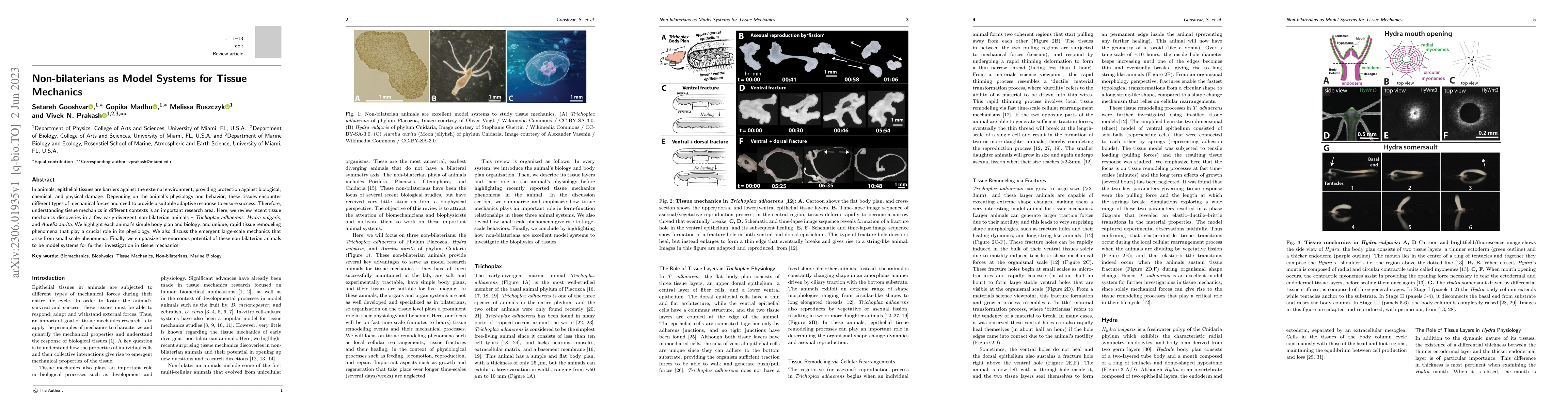 Thumbnail for Non-bilaterians as Model Systems for Tissue Mechanics