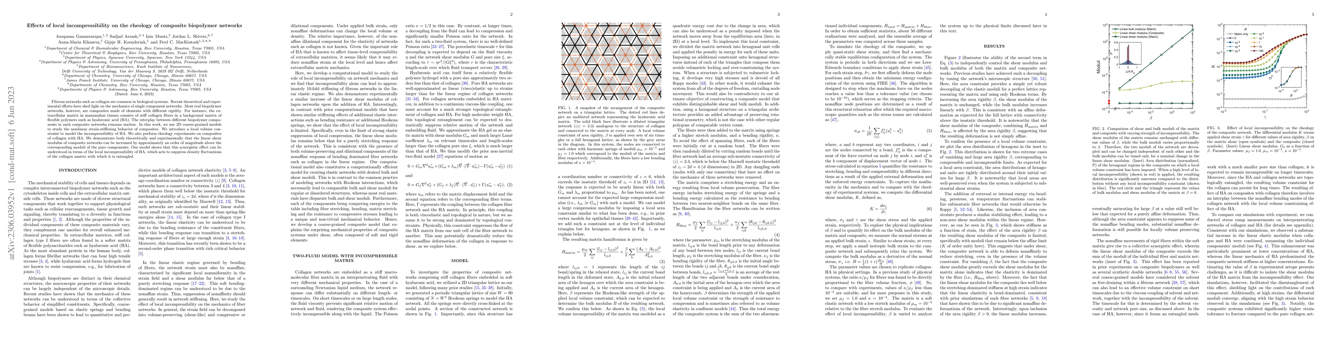 Thumbnail for Effects of local incompressibility on the rheology of composite
  biopolymer networks
