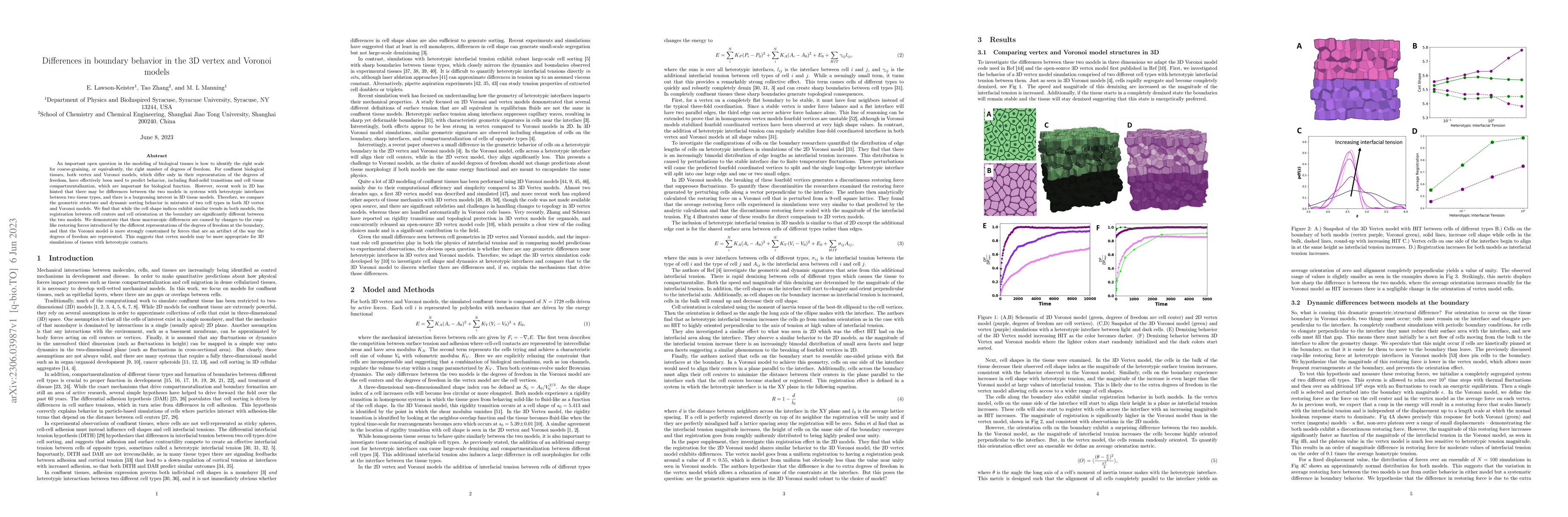 Thumbnail for Differences in boundary behavior in the 3D vertex and Voronoi models