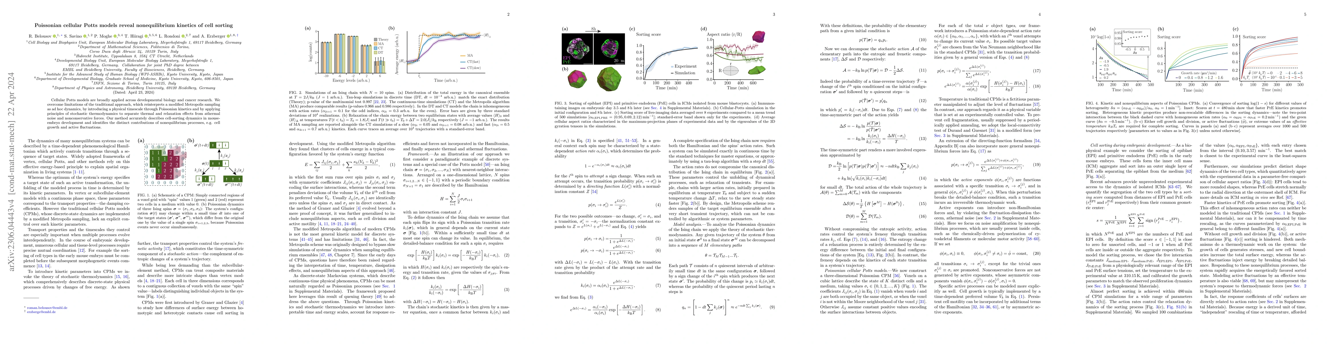 Thumbnail for Poissonian cellular Potts models reveal nonequilibrium kinetics of cell
  sorting