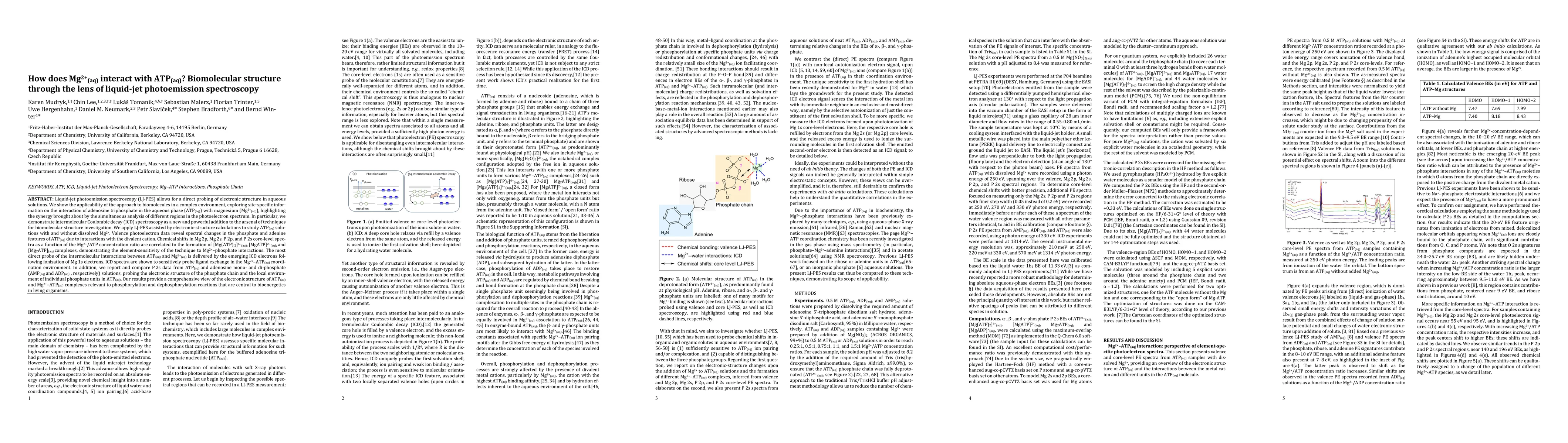 Thumbnail for How Does Mg$^{2+}_{(aq)}$ Interact with ATP$_{(aq)}$? Biomolecular
  Structure through the Lens of Liquid-Jet Photoelectron Spectroscopy