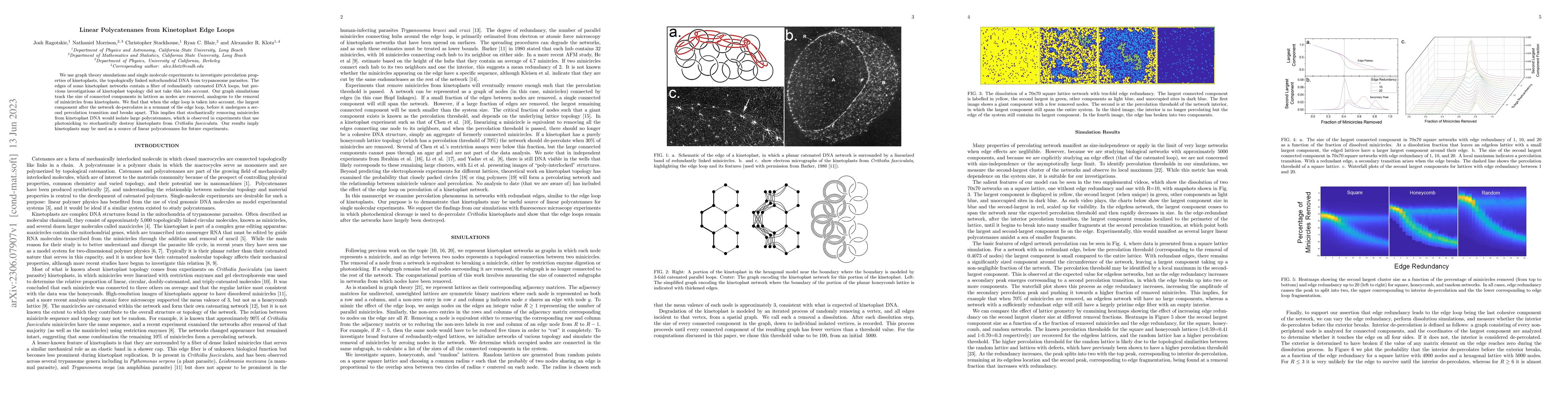 Thumbnail for Linear Polycatenanes from Kinetoplast Edge Loops