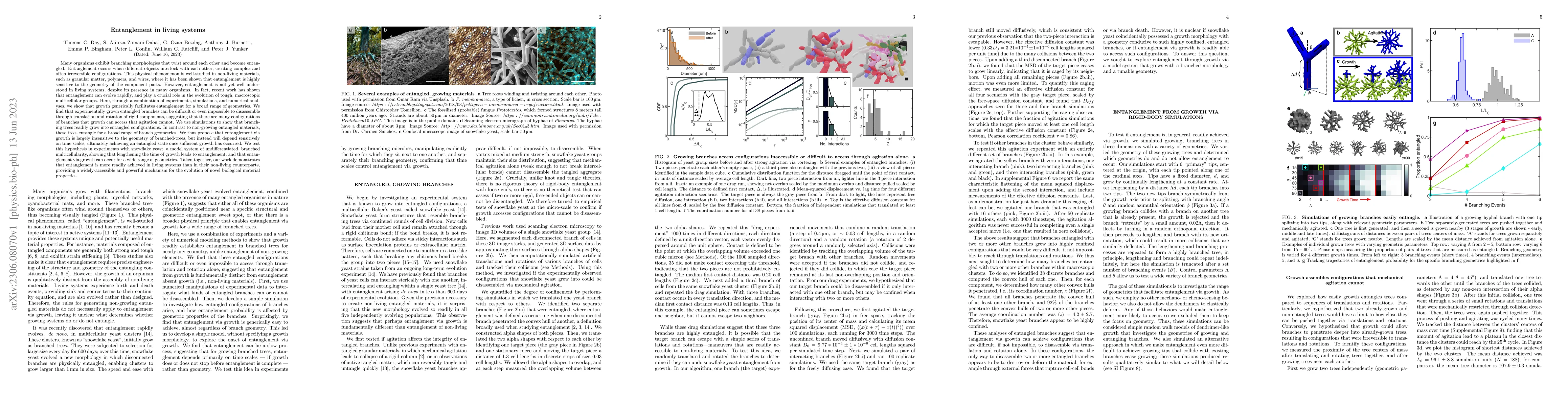 Thumbnail for Entanglement in living systems