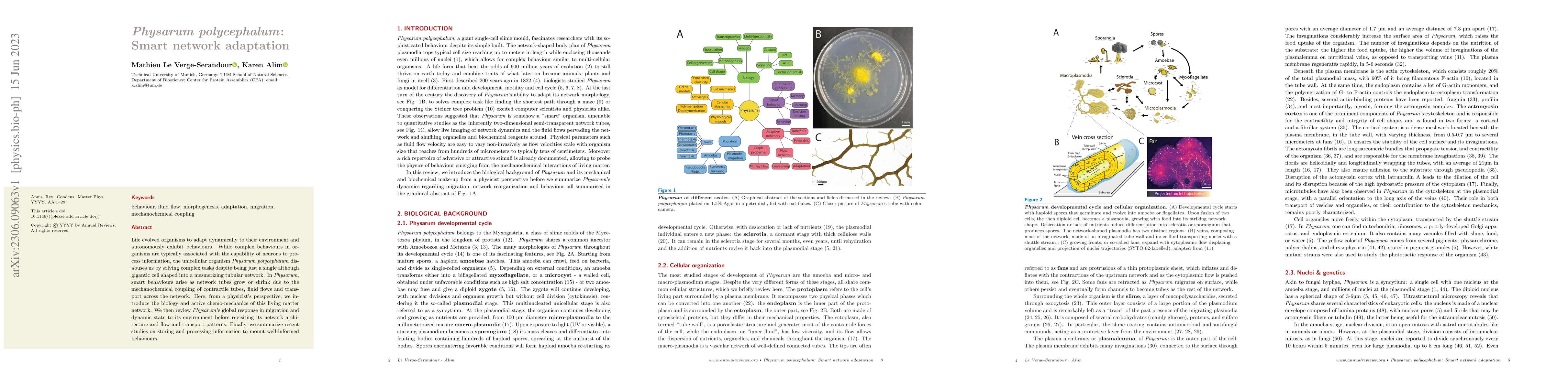Thumbnail for Physarum polycephalum: Smart network adaptation