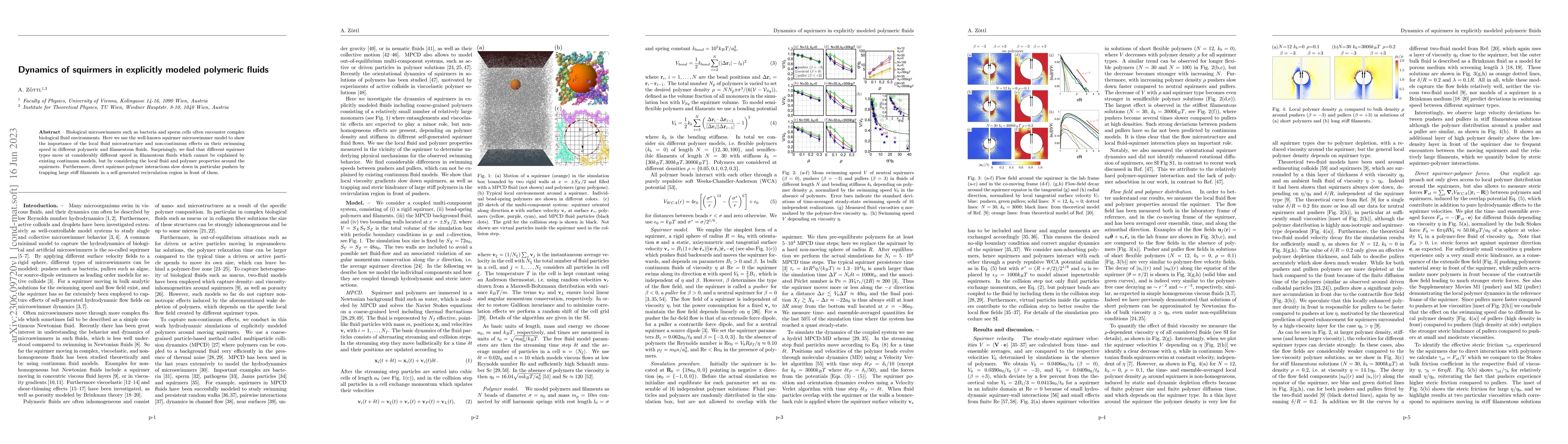 Thumbnail for Dynamics of squirmers in explicitly modeled polymeric fluids