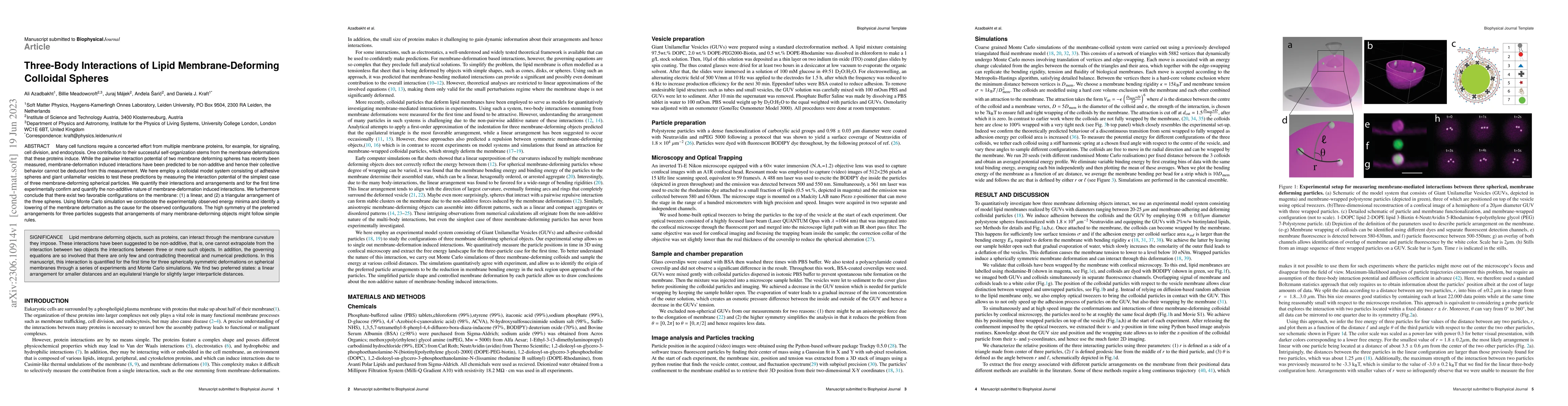 Thumbnail for Three-Body Interactions of Lipid Membrane-Deforming Colloidal Spheres