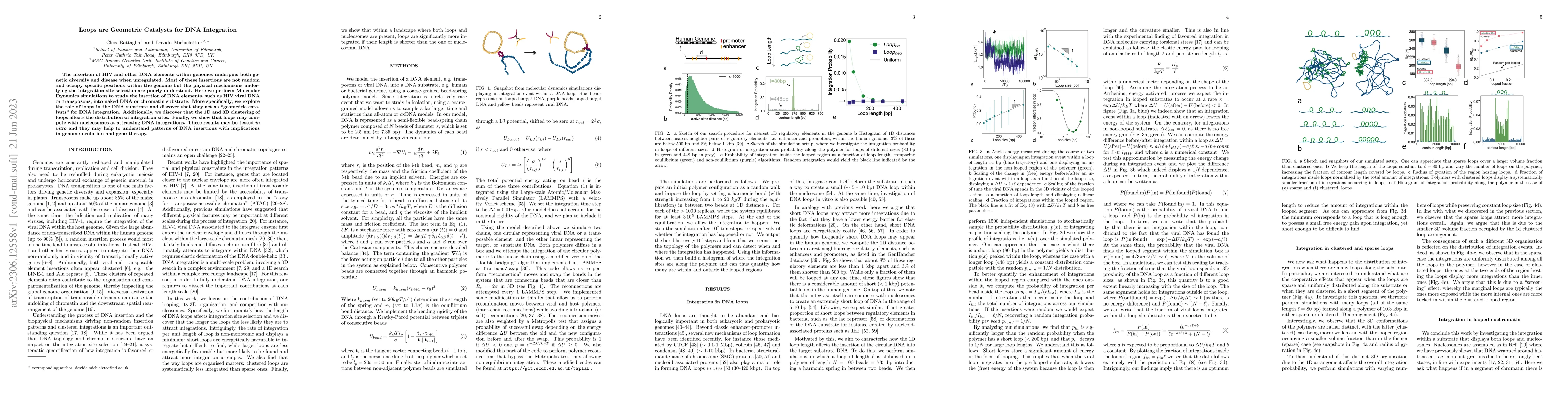 Thumbnail for Loops are Geometric Catalysts for DNA Integration