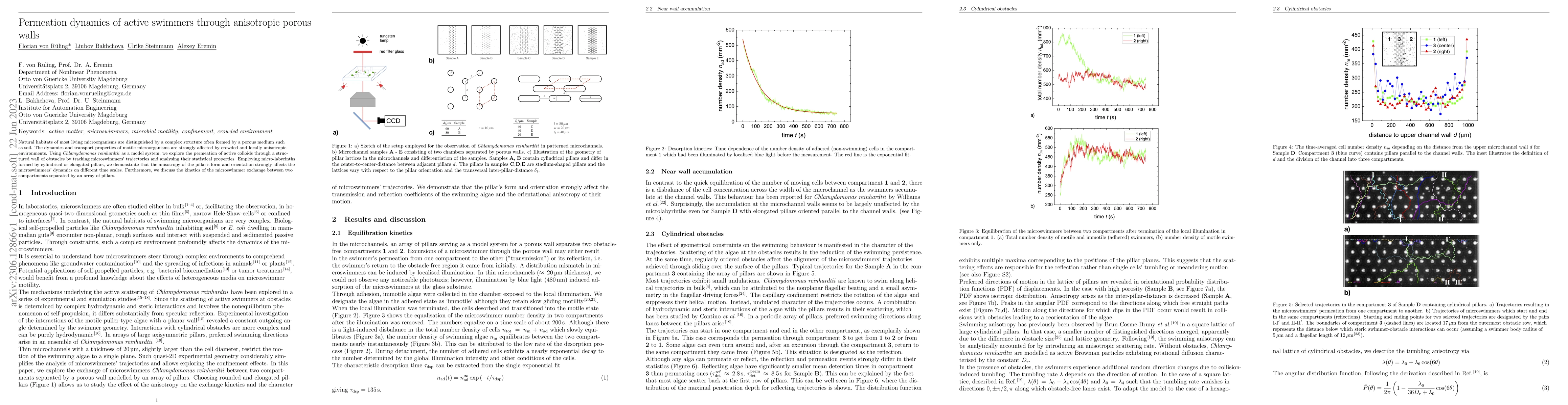 Thumbnail for Permeation dynamics of active swimmers through anisotropic porous walls