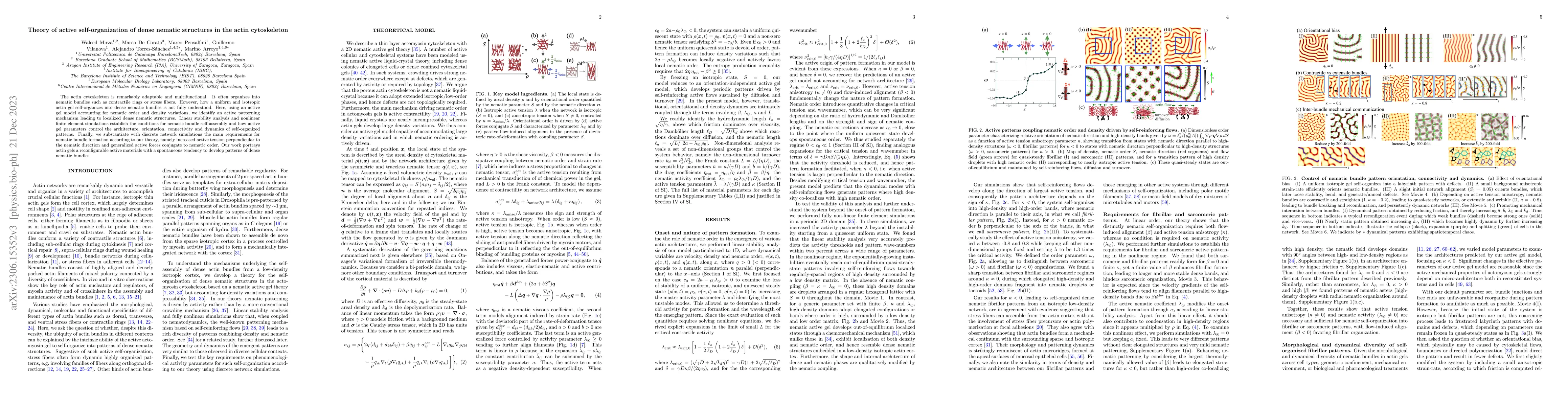 Thumbnail for Theory of active self-organization of dense nematic structures in the
  actin cytoskeleton