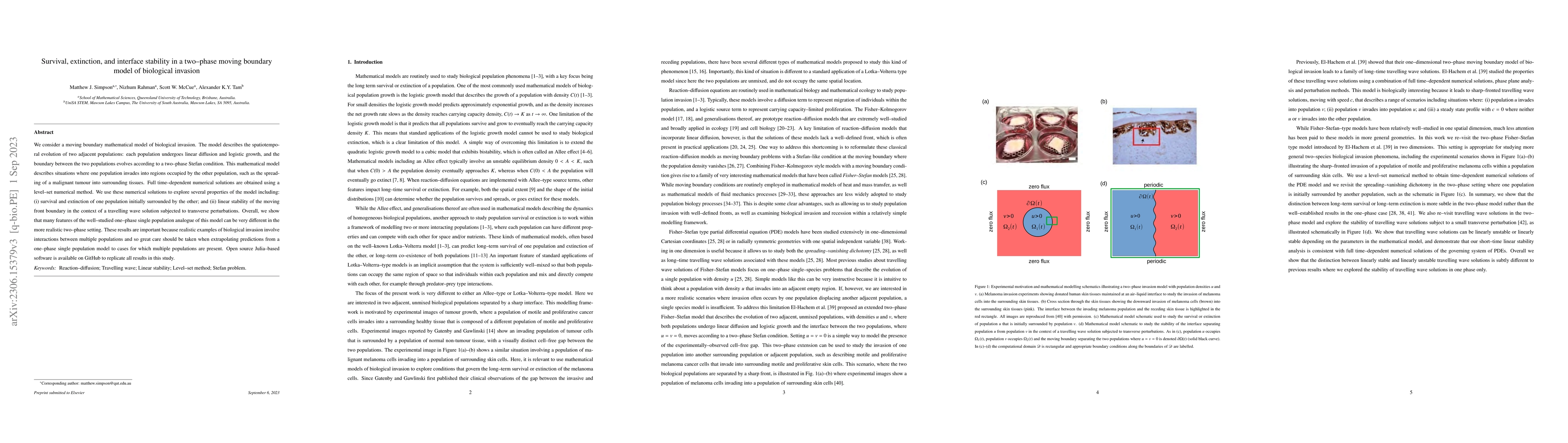 Thumbnail for Survival, extinction, and interface stability in a two--phase moving
  boundary model of biological invasion