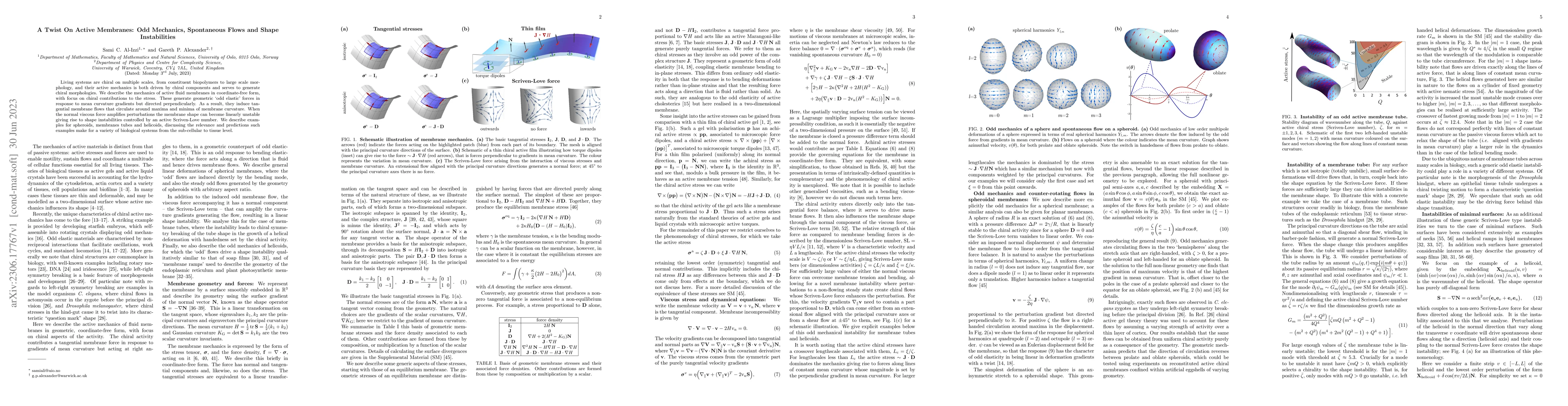 Thumbnail for A Twist On Active Membranes: Odd Mechanics, Spontaneous Flows and Shape
  Instabilities