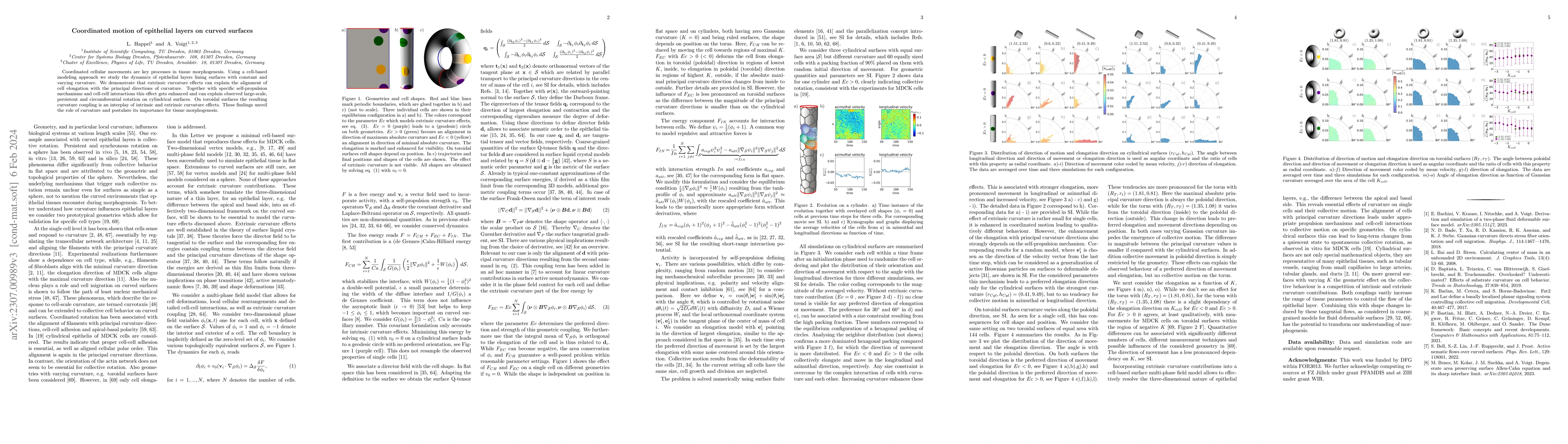 Thumbnail for Coordinated motion of epithelial layers on curved surfaces