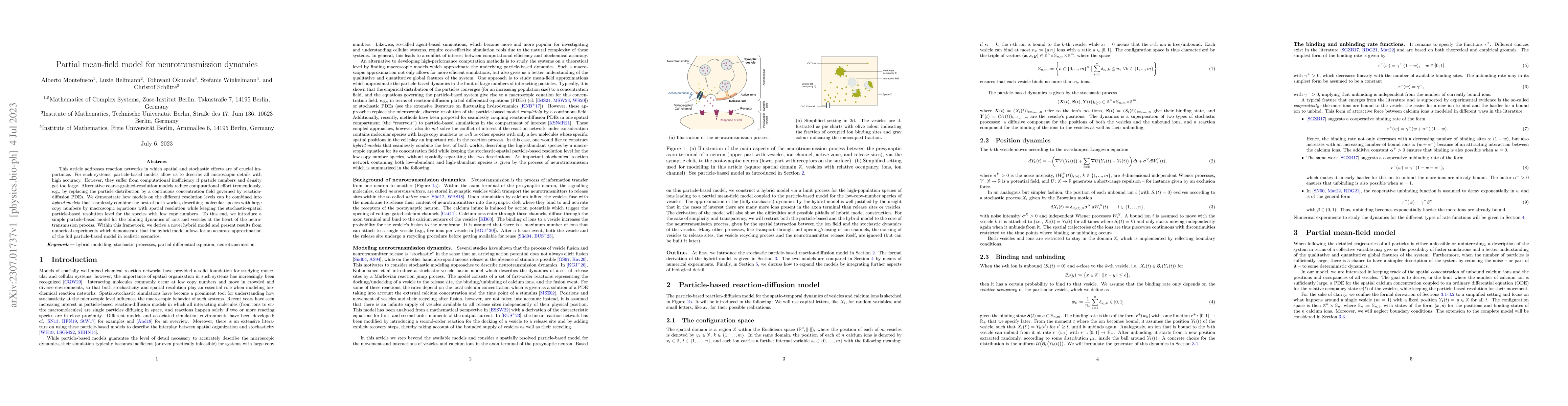 Thumbnail for Partial mean-field model for neurotransmission dynamics