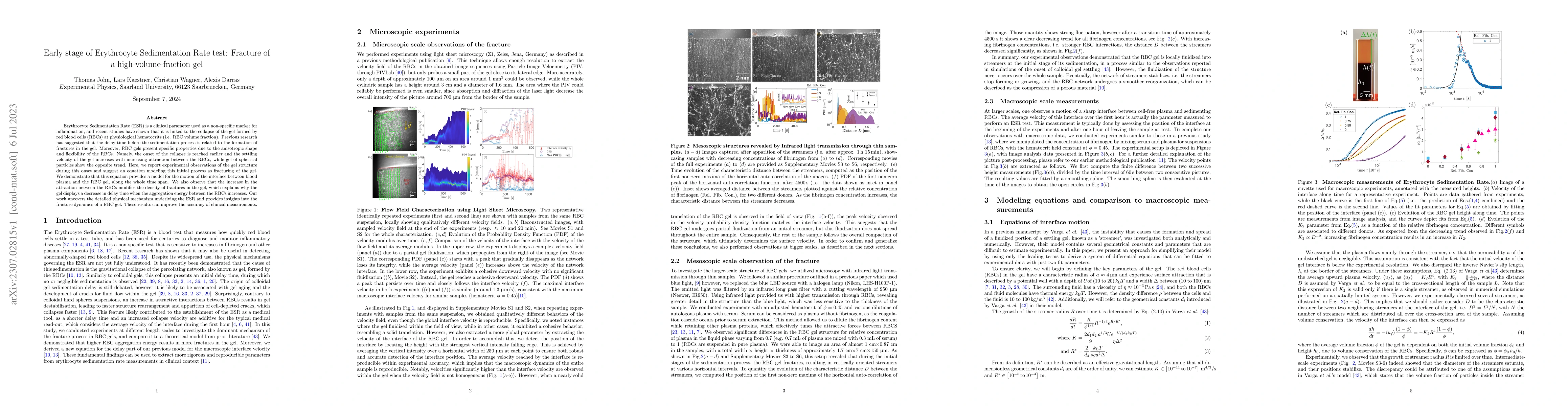 Thumbnail for Early stage of Erythrocyte Sedimentation Rate test: Fracture of a
  high-volume-fraction gel