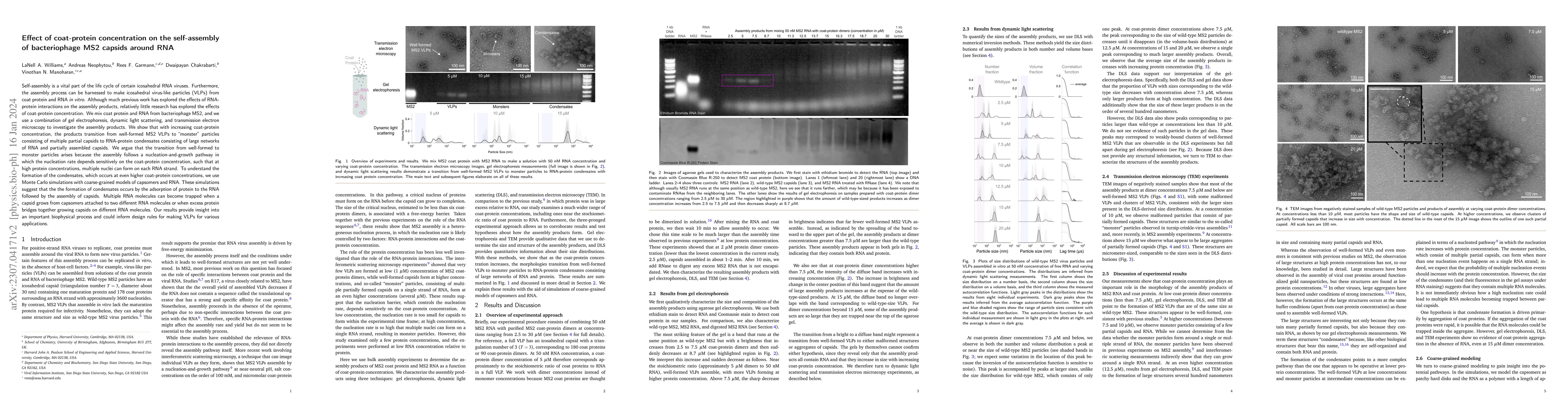 Thumbnail for Effect of coat-protein concentration on the self-assembly of
  bacteriophage MS2 capsids around RNA