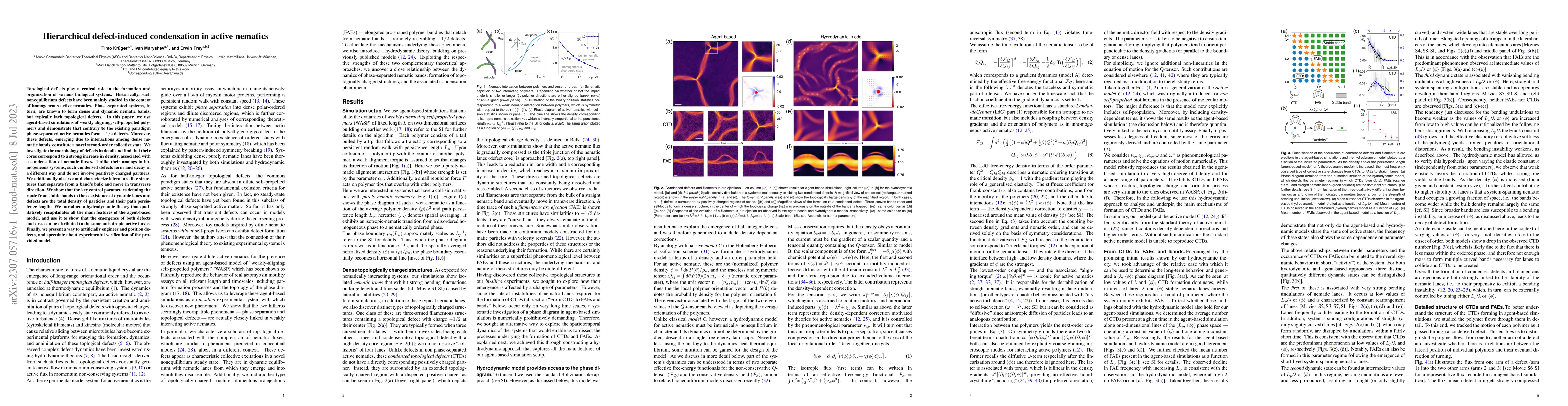 Thumbnail for Hierarchical defect-induced condensation in active nematics