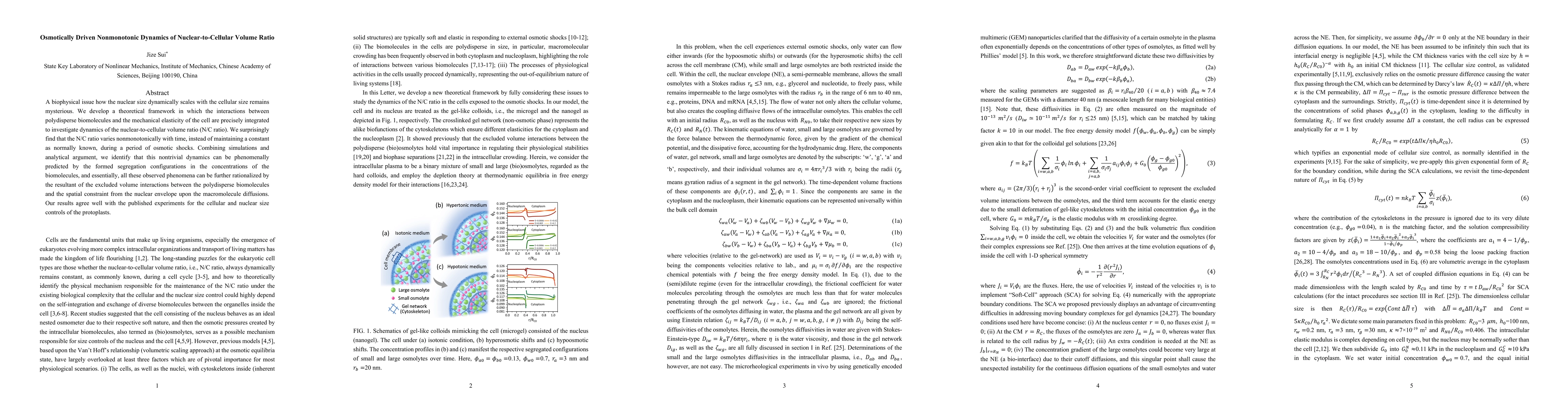 Thumbnail for Osmotically Driven Nonmonotonic Dynamics of Nuclear-to-Cellular Volume
  Ratio