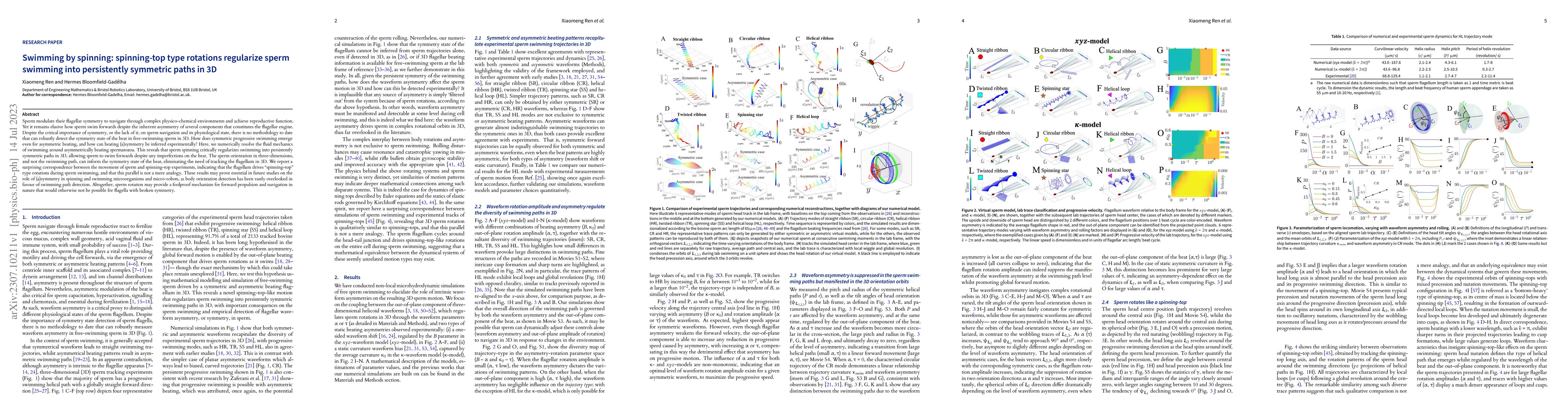 Thumbnail for Swimming by spinning: spinning-top type rotations regularize sperm
  swimming into persistently symmetric paths in 3D