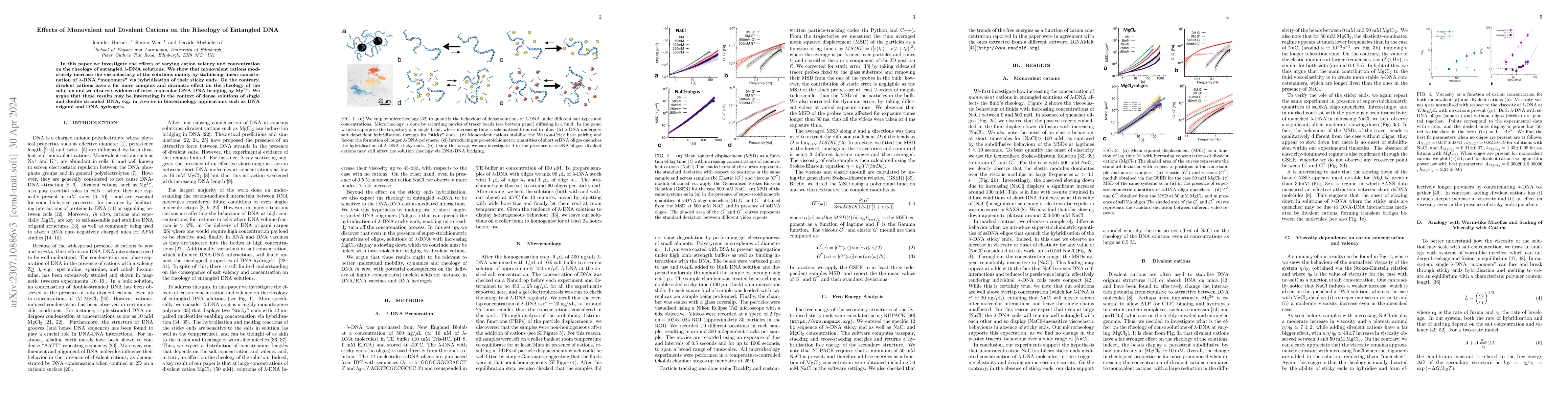 Thumbnail for Effects of Monovalent and Divalent Cations on the Rheology of Entangled
  DNA