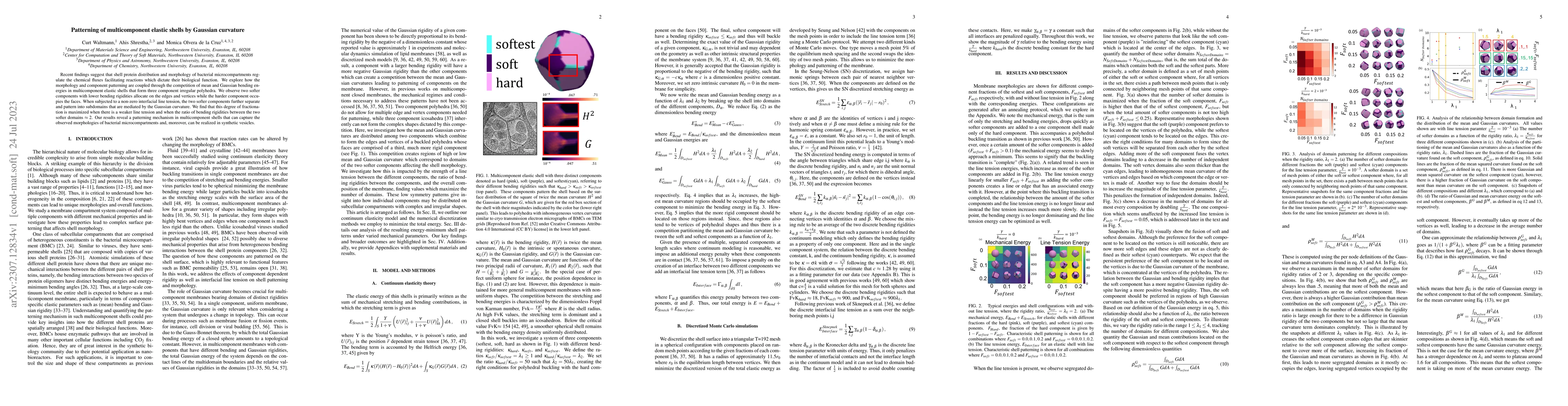 Thumbnail for Patterning of multicomponent elastic shells by Gaussian curvature