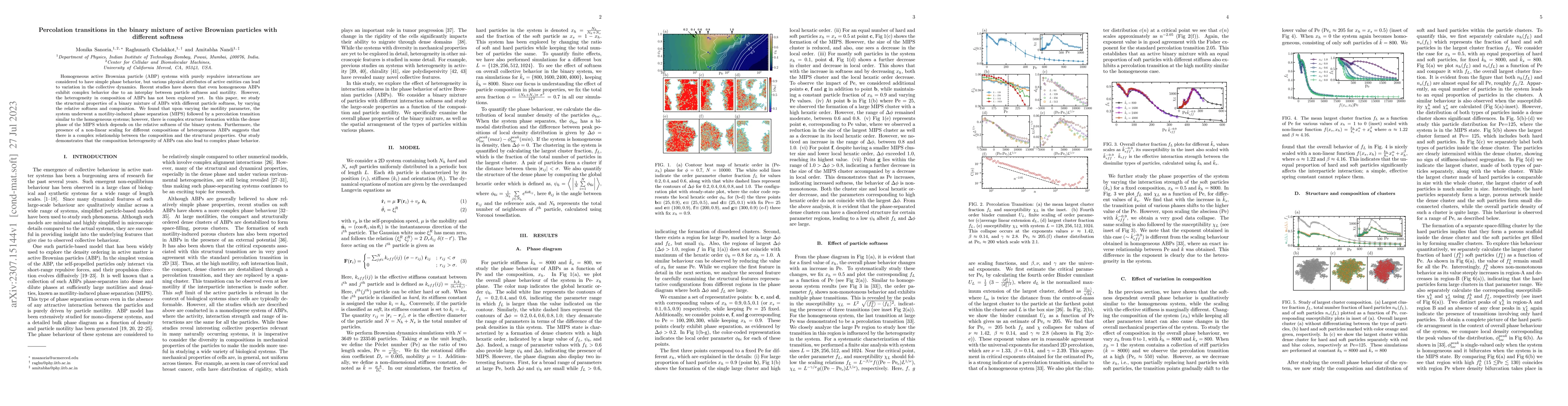 Thumbnail for Percolation transitions in the binary mixture of active Brownian
  particles with different softness