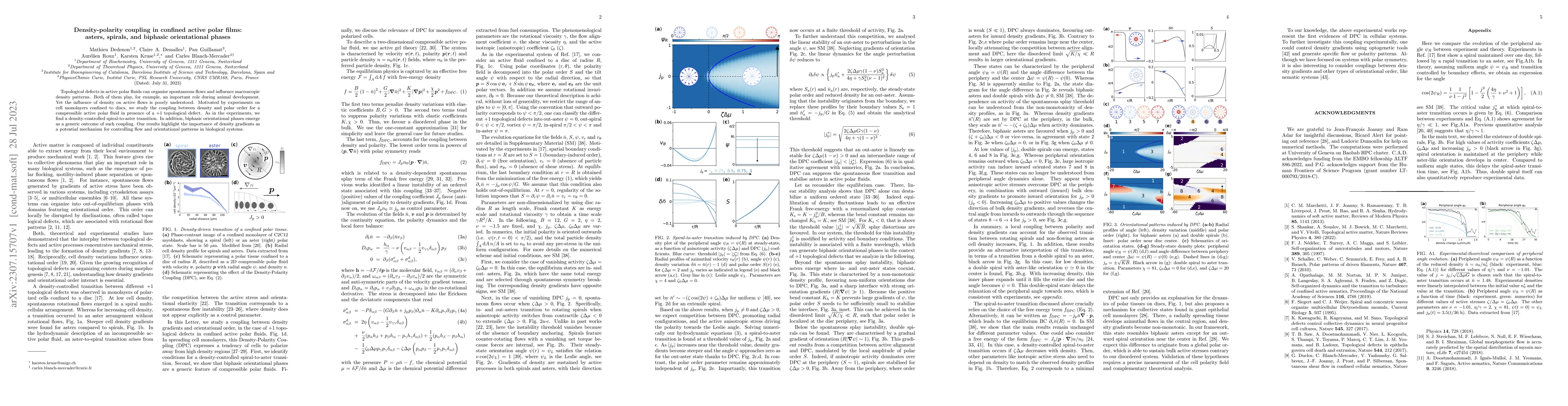 Thumbnail for Density-polarity coupling in confined active polar films: asters,
  spirals, and biphasic orientational phases