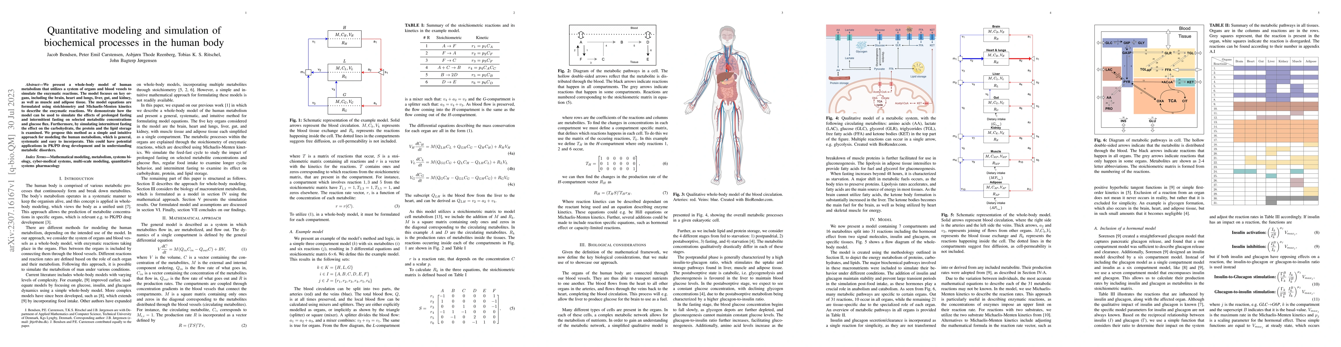 Thumbnail for Quantitative modeling and simulation of biochemical processes in the
  human body