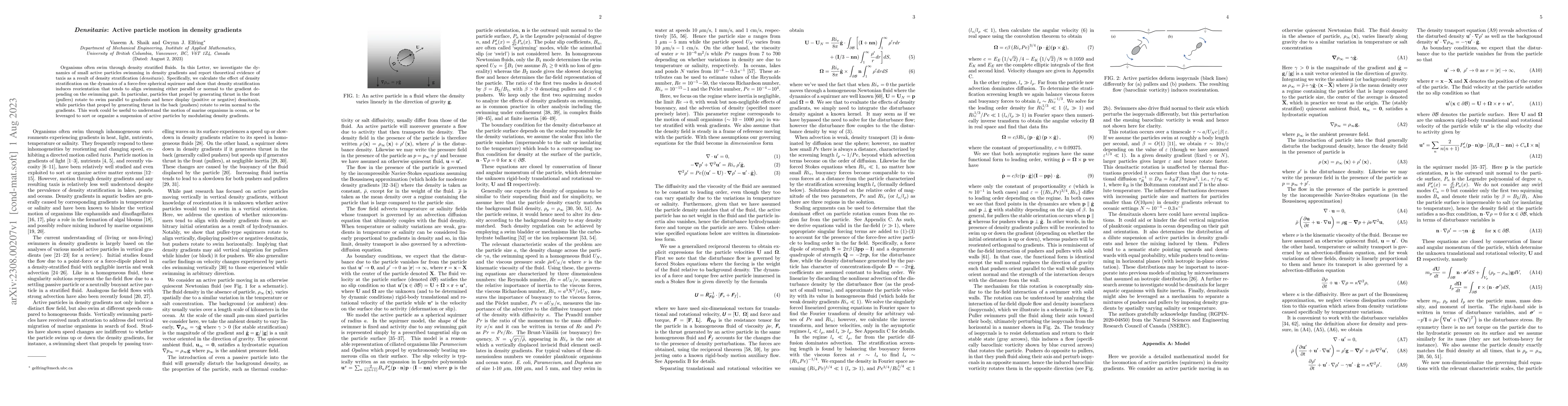 Thumbnail for Densitaxis: Active particle motion in density gradients