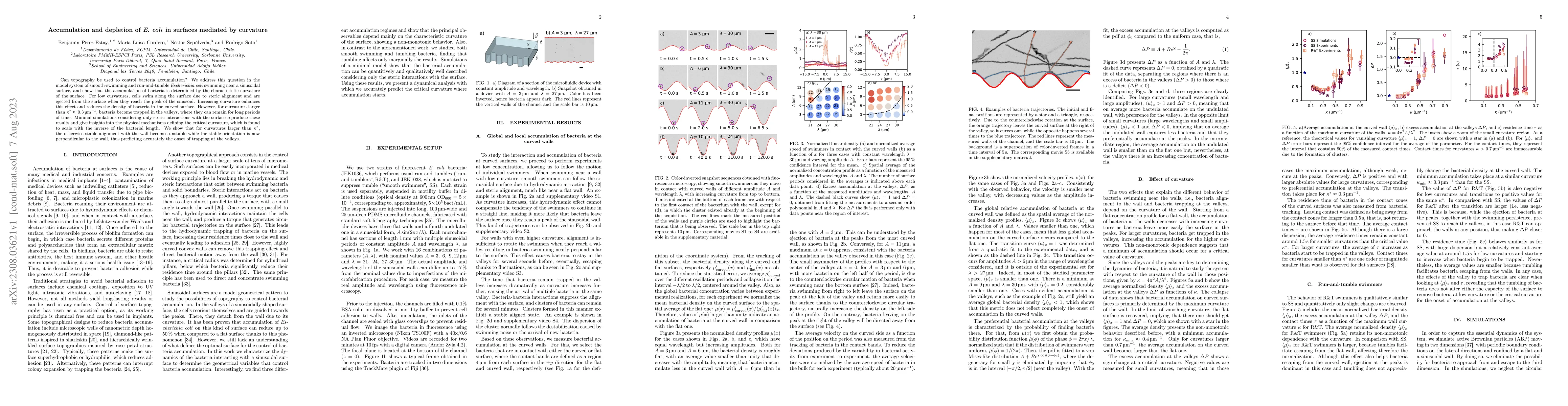Thumbnail for Accumulation and depletion of E. coli in surfaces mediated by curvature