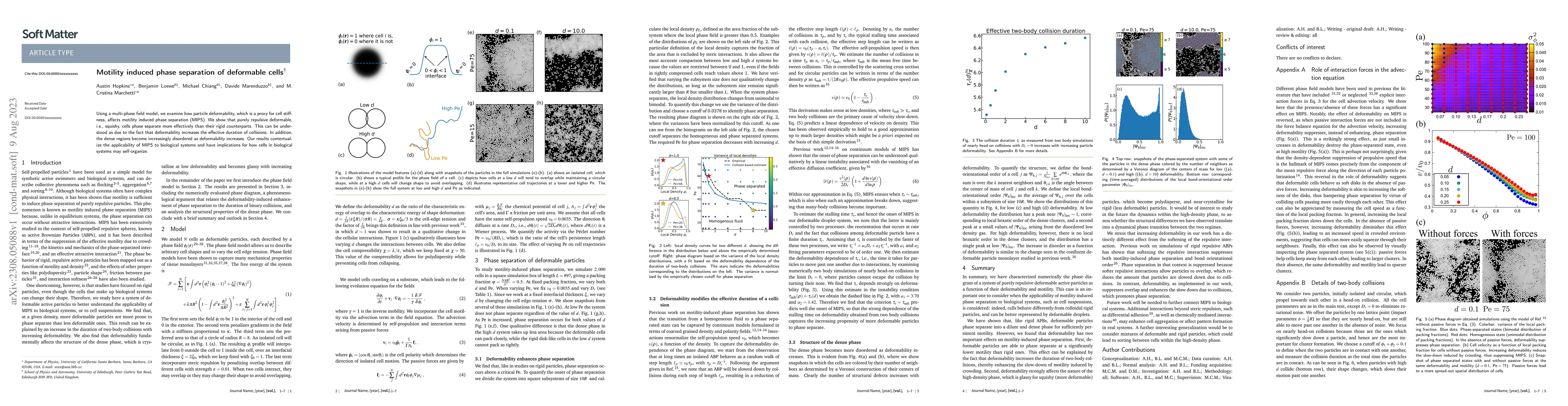 Thumbnail for Motility induced phase separation of deformable cells