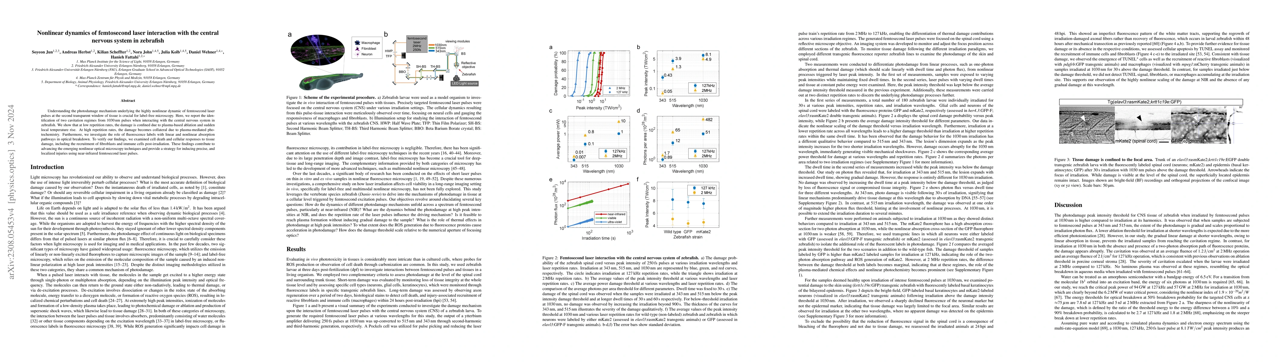 Thumbnail for Nonlinear dynamics of femtosecond laser interaction with the central
  nervous system in zebrafish